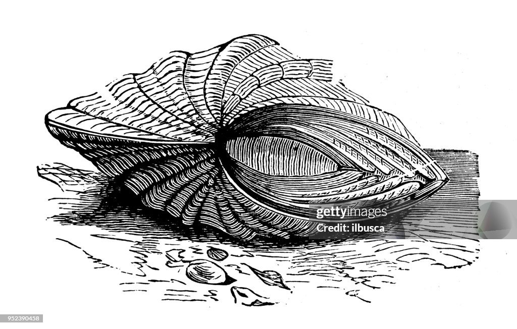 Animals antique engraving illustration: Giant clam