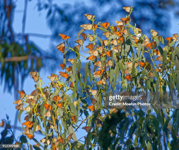 monarchs treetop - monarch butterfly stock pictures, royalty-free photos & images