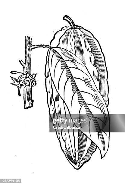 botany plants antique engraving illustration: cocoa - cocoa powder stock illustrations
