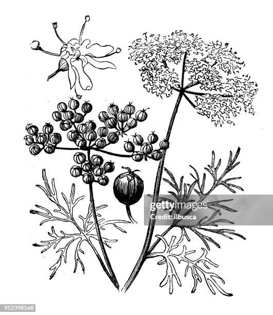 botany plants antique engraving illustration: coriander - coriander stock illustrations