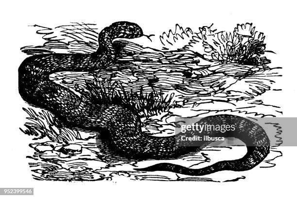 animals antique engraving illustration: corn snake - corn snake stock illustrations