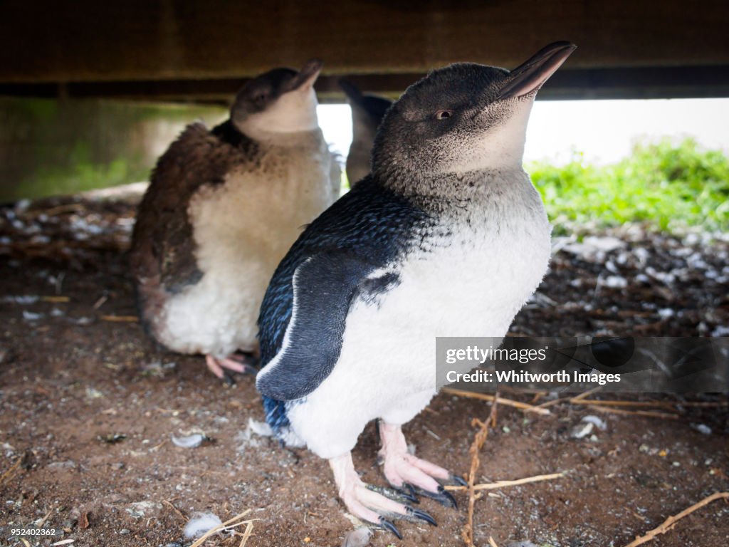 Little Penguins (Eudyptula minor) in moulting phase on Phillip Island, Australia