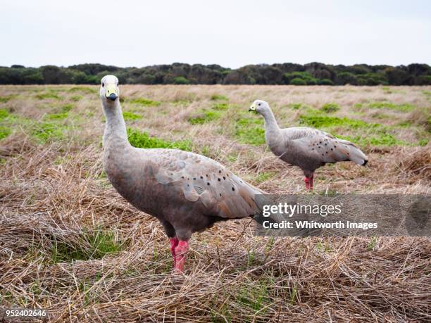 cape barren geese (cereopsis novaehollandiae) in the wild - llanura costera fotografías e imágenes de stock