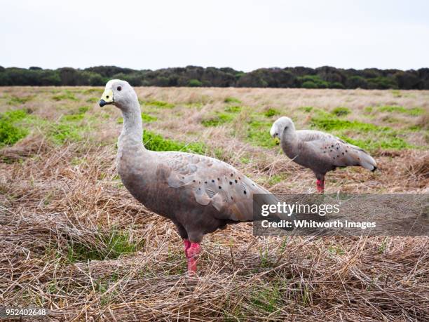 cape barren geese (cereopsis novaehollandiae) in the wild - llanura costera fotografías e imágenes de stock