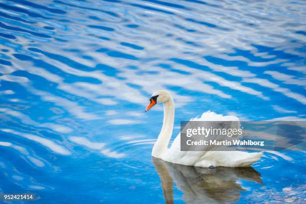 white swan i norsk fjord vatten - water bird bildbanksfoton och bilder