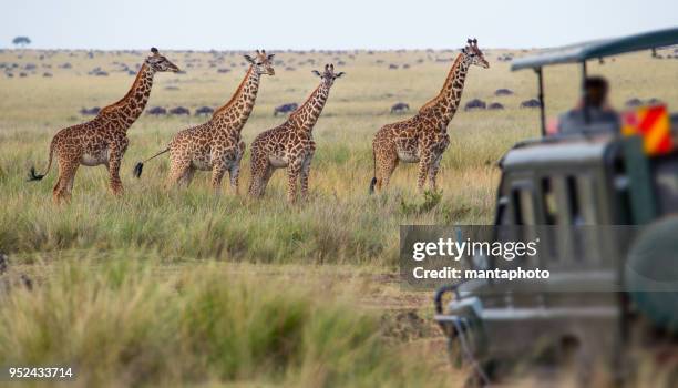 giraffe family - tanzania stock pictures, royalty-free photos & images