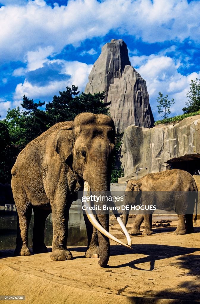 Zoo de Vincennes, Paris, France