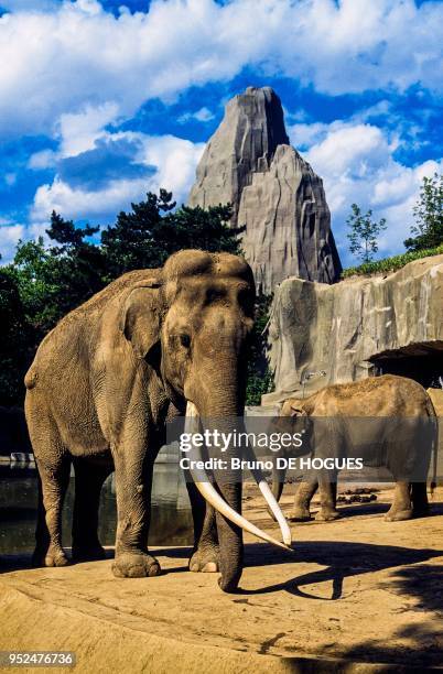 éléphant Siam devant le rocher du Zoo de Vincennes à Paris le 6 Juin 1996. Né en Inde en 1945, arrivé au zoo de Vincennes en 1964, mort sur place le...