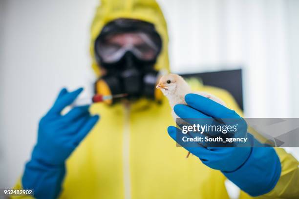 Poultry Injection 209 Poultry Injection Stock Photos, High-Res Pictures, and Images ...