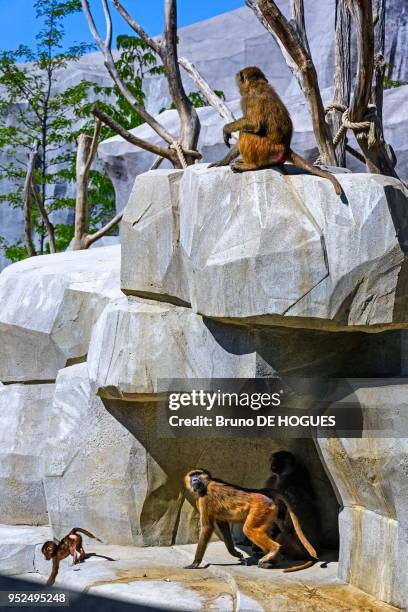 Des Babouins de Guinée dans le Parc zoologique de Paris.