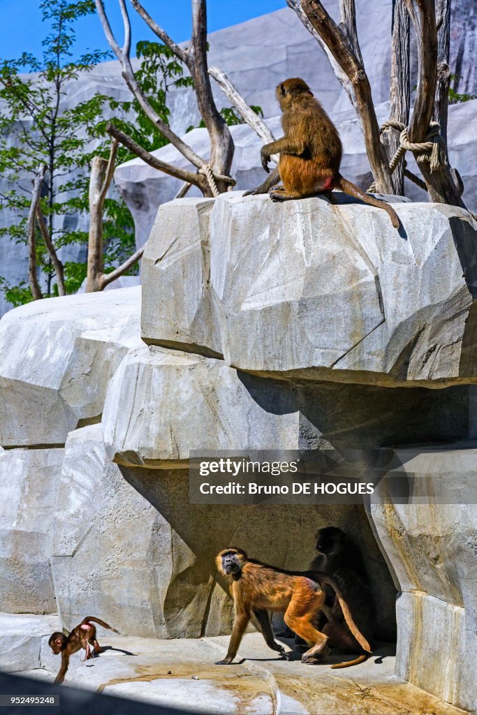 Parc zoologique de Paris ou zoo de Vincennes