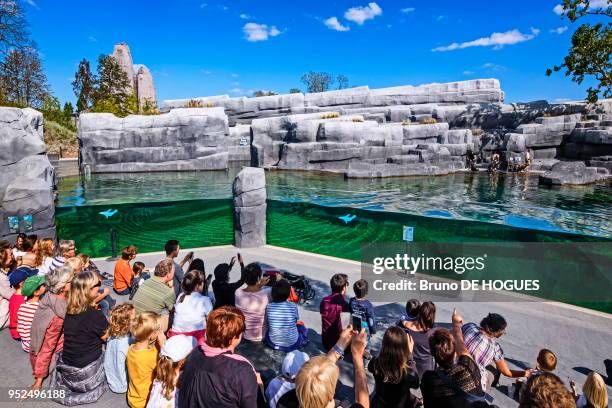 Spectacle avec les Otaries à crinière dites 'Lion de mer' du Parc zoologique de Paris, France.