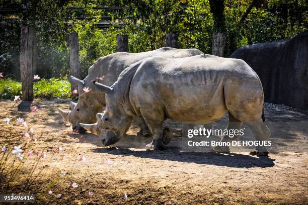 Rhinocéros blancs du Parc zoologique de Paris.