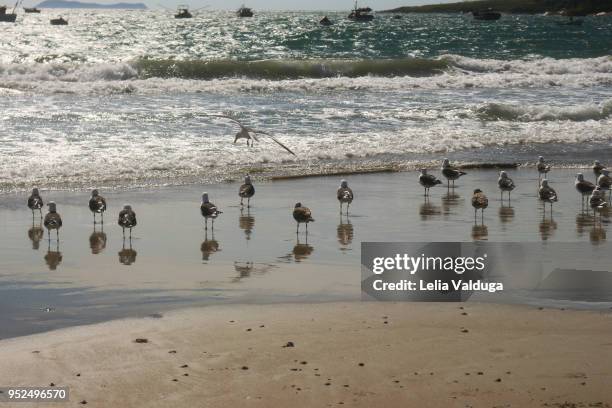 seagulls by the sea, admire the come and go of the waves! - garopaba stock pictures, royalty-free photos & images