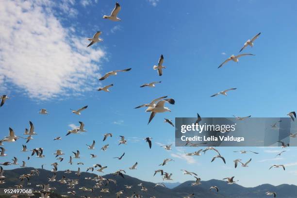 the flock of seagulls at dawn - garopaba stock pictures, royalty-free photos & images