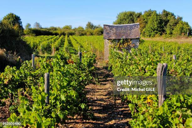 Vignoble, Jasnieres, cepage raisins Chenin, coteaux du loir entre les villages de Lhomme et Ruille sur loir en Sarthe sud, abri pour les vignerons, 3...