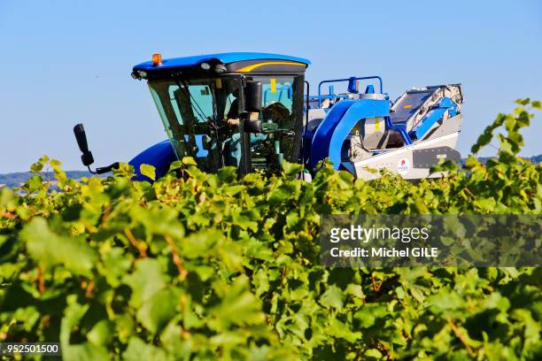 Vendange mecanique dans un vignoble de cépage chenin, parcelle en vin blanc Jasnieres, Sud Sarthe entres les villages de Lhomme et Ruille sur loir, 3...