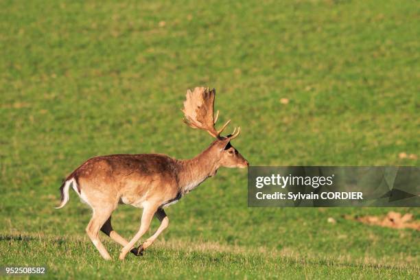 France, Haute Saone, Private park, Fallow Deer , buck, male.