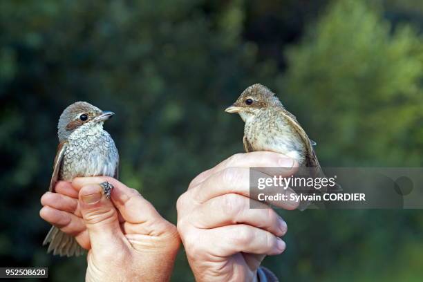 France, Bas-Rhin, réserve de chasse de l'île d'Erstein sur le Rhin, baguage d'oiseaux avec des filets en nylon pour le Progamme STOC : Suivi Temporel...