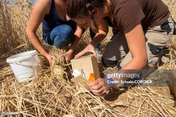 France, Alsace, Bas-Rhin, Griesheim près Molsheim, réintroduction de Hamsters d'Europe , dans le cadre d'une directive européenne sous l'égide de...