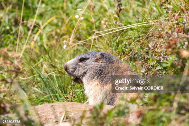 France, Alpes de Hautes Provence, Chabanon, hameau de Selonnet, Marmotte . France, Alpes de Hautes Provence, Selonnet, Alpine Marmot .