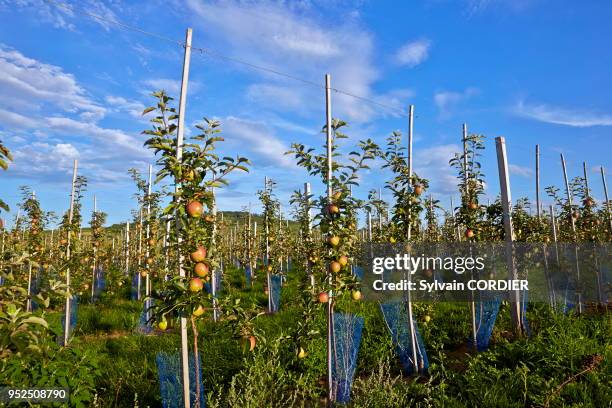 France, Bas-Rhin, Traenheim, Ferme fruitiere Rothgerber,verger en culture biologique, pommiers, Variété Mairac.