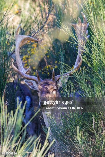 France, Haute Saone, Private park, Fallow Deer , buck, male.