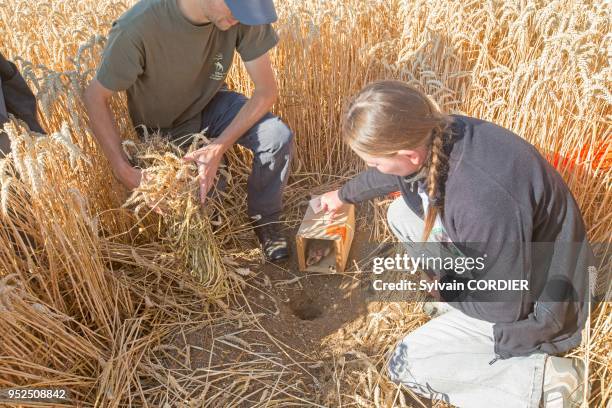 France, Alsace, Bas-Rhin, Griesheim près Molsheim, réintroduction de Hamsters d'Europe , dans le cadre d'une directive européenne sous l'égide de...