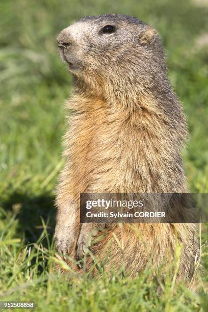 France, Alpes de Hautes Provence, Chabanon, hameau de Selonnet, Marmotte . France, Alpes de Hautes Provence, Selonnet, Alpine Marmot .