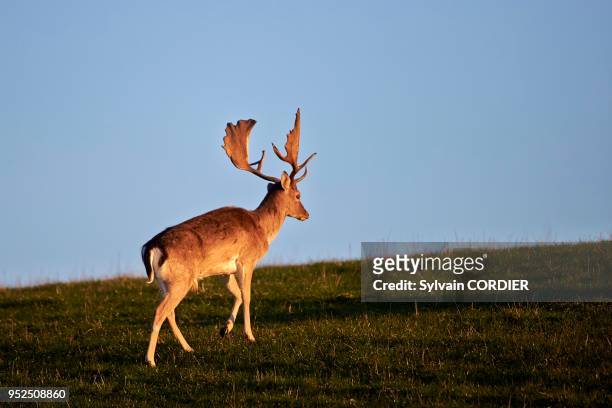 France, Haute Saone, Private park, Fallow Deer , buck, male.