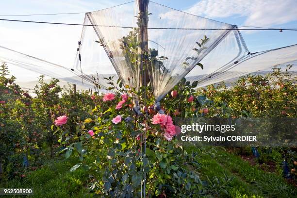 France, Bas-Rhin, Traenheim, Ferme fruitiere Rothgerber,verger en culture biologique, pommiers, Variété Mairac.