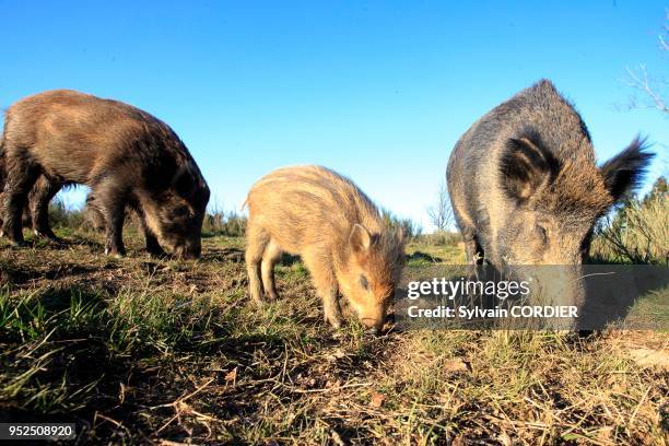 France, Haute-Saône, sanglier , femelle et petits.