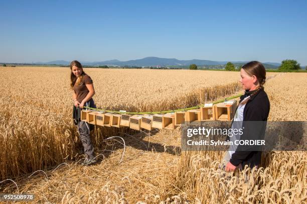 France, Alsace, Bas-Rhin, Griesheim près Molsheim, réintroduction de Hamsters d'Europe , dans le cadre d'une directive européenne sous l'égide de...