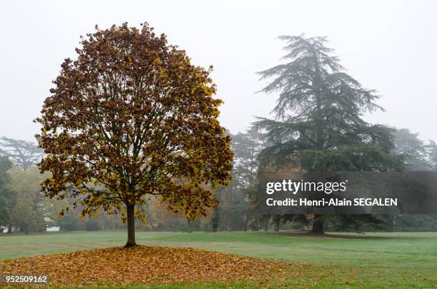 Érable sycomore dans le parc du domaine du château de Chaumont-sur-Loire, Loiret, France.