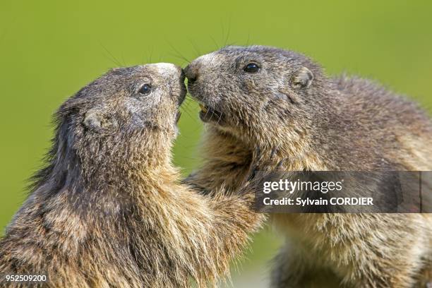 France, Alpes de Hautes Provence, Chabanon, hameau de Selonnet, Marmotte . France, Alpes de Hautes Provence, Selonnet, Alpine Marmot .