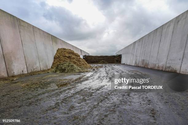 Silo de maïs, ensilage, ferme industrielle des 1000 vaches le 2 février 2016 à Buigny-Saint-Maclou, Somme, France.