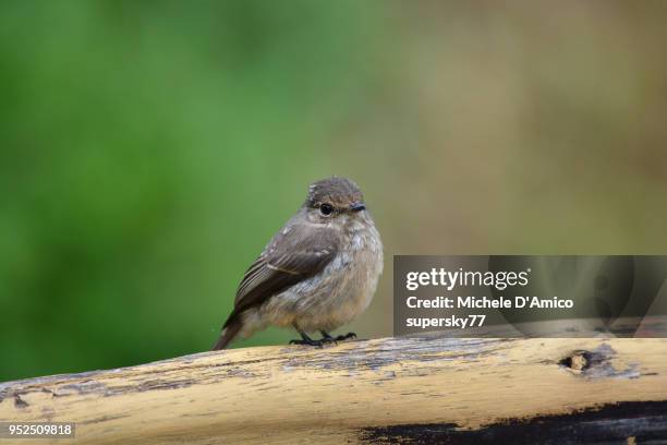 African Dusky Flycatcher Duskybrown Flycatcher Or Dusky Alseonax High-Res Stock Photo
