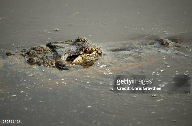 An alligator is seen near the 18th green during the third round of the Zurich Classic at TPC Louisiana on April 28, 2018 in Avondale, Louisiana.