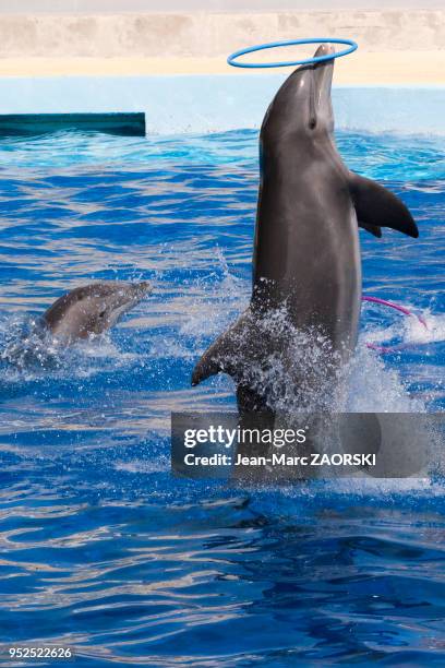 Spectacle des dauphins de l'espèce Tursiops Truncatus, au Marineland, parc d'attraction aquatique situé à Antibes sur la Côte d'Azur en France le 9...