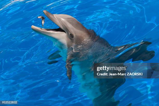 Dauphin , présenté le 9 septembre 2015 au Marineland, parc d'attraction aquatique d'Antibes, Alpes-Maritimes, France.