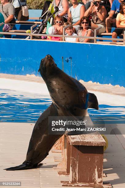 Le spectacle des otaries au Marineland, parc d'attraction aquatique situé à Antibes sur la Côte d'Azur en France le 9 septembre 2015.