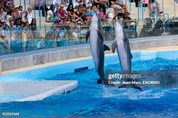 Spectacle des dauphins de l'espèce Tursiops Truncatus, au Marineland, parc d'attraction aquatique situé à Antibes sur la Côte d'Azur en France le 9...