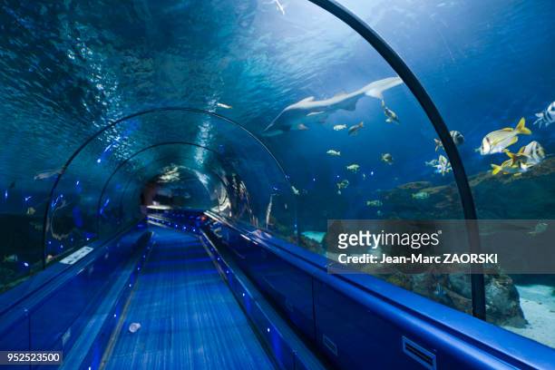 Le tunnel des requins au Marineland, parc d'attraction aquatique situé à Antibes sur la Côte d'Azur en France le 9 septembre 2015.