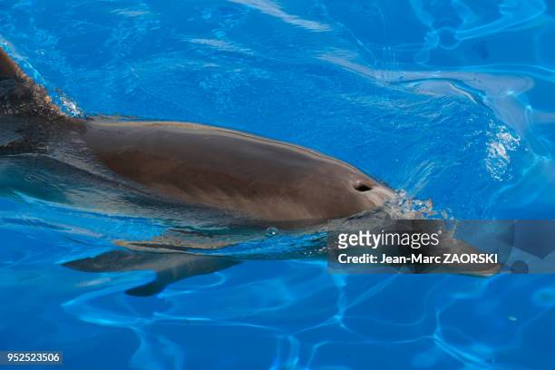 Dauphin , présenté le 9 septembre 2015 au Marineland, parc d'attraction aquatique d'Antibes, Alpes-Maritimes, France.