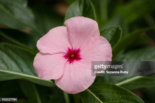 pink impatient - impatience flowers stock-fotos und bilder
