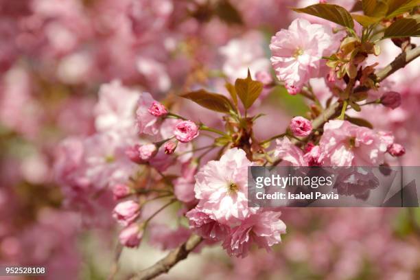 spring cherry blossom tree branch - isabel pavia stock pictures, royalty-free photos & images
