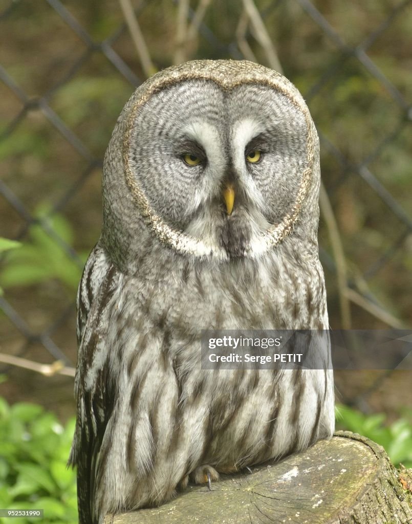 Great Grey Oil (Strix Nebulosa)...