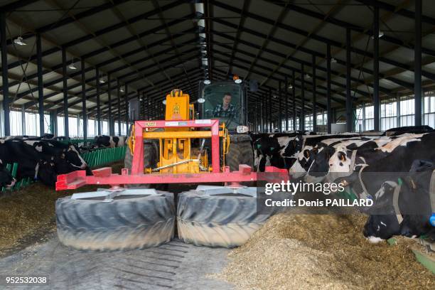 Distribution de nourriture dans l'aire d'attente de la salle de traite de la ferme industrielle des 1000 vaches le 10 juin 2015 à...