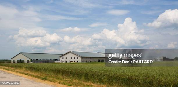 Troupeau de vaches dans l'aire d'attente de la salle de traite de la ferme industrielle des 1000 vaches le 10 juin 2015 à Buigny-Saint-Maclou, Somme,...