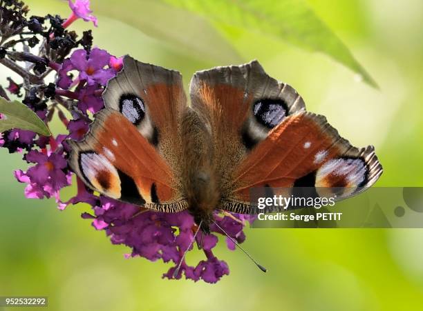 Paon Du Jour Sur Arbre Aux Papillons Ou Buddleya.